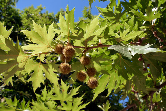 Greece, Peloponnes, Botany