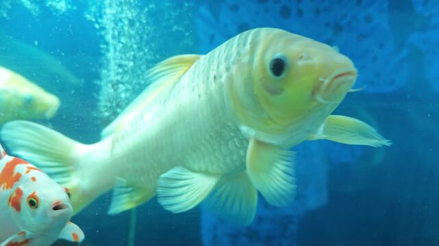 Colorful fish swim in aquarium with bubbles and clear water in daylight