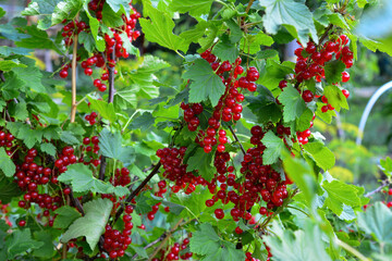 Red Currant Berries on Bush in Garden Ribes rubrum © Irina
