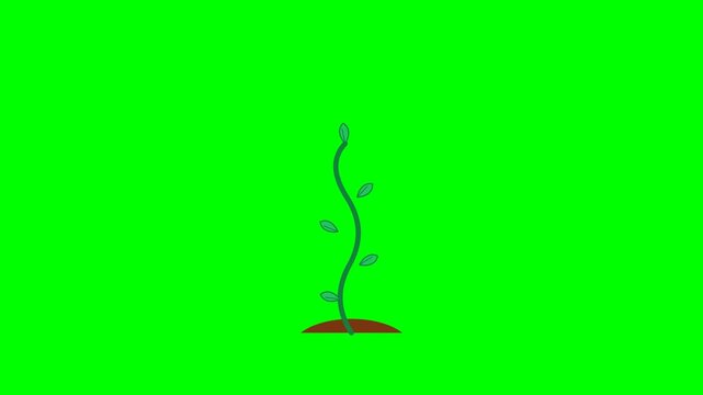 Animated green beanstalk sprout growing rapidly from brown soil against a bright chroma key green background in motion video footage