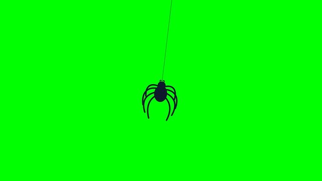 Black spider hanging from a silk thread in this minimalist digital animation motion footage for spooky halloween holiday graphic designs
