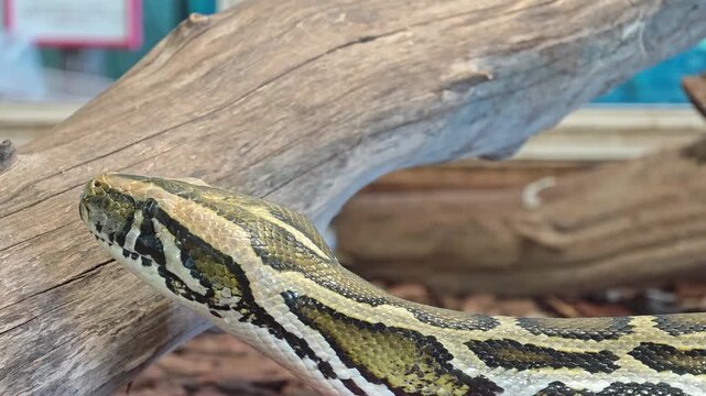 Python moves along a branch in a small enclosure at a zoo during the day