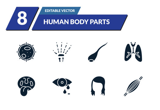 filled human body parts icons set - big cellule, human hand bones, sperms, lungs with the trachea. editable vector for web and mobile ui
