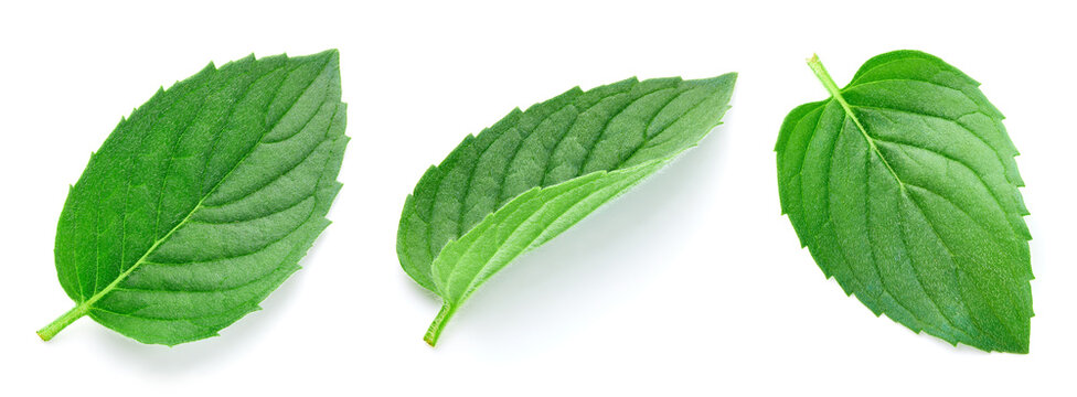 Fresh mint leaves set. Green herbal leaves isolated on white background with clipping path