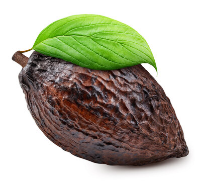 Cocoa pod with leaf isolated white background. Organic cocoa pod and green leaf with precise clipping path for editing. Freshly picked cocoa fruit