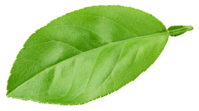 Lemon leaf isolated on white background. Green fresh lemon leaf with clipping path