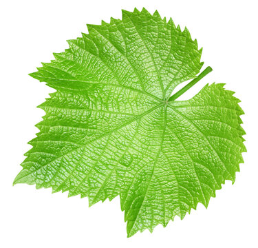 Grape leaf isolated on white background. Green fresh leaf with clipping path