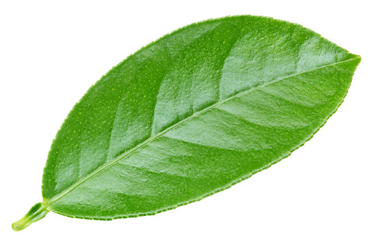 Organic orange leaves close up. Orange leaf isolated on white background with clipping path