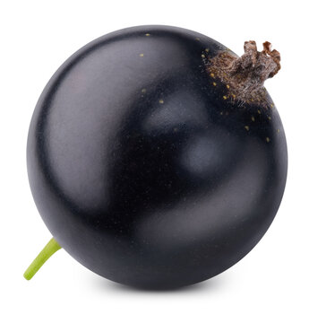 Black currant isolated on white background. Ripe organic fresh black berry with clipping path