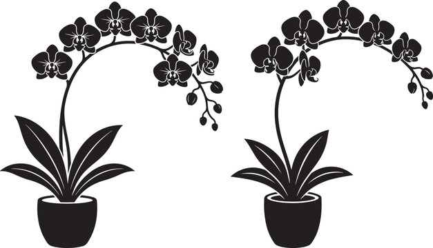 Potted orchid flower plant silhouette collection with silhouette botanical isolated illustration ornamental houseplant tropical