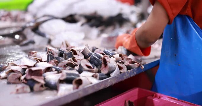 Food manufacturing industry. Worker working in canned food factory. Food industry. Canned fish factory. Worker's hand holding sardine to cutting head. Worker in food processing production line.