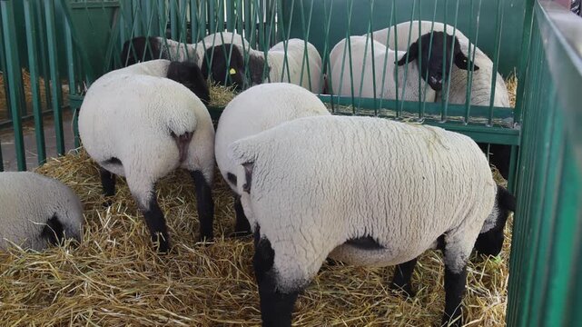 Flock of Black Head Sheep Breed in Pen at Animal Farm
