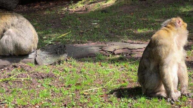 Barbary macaque monkeys in their habitat in France. One monkey is sitting, another walking over a log in a forest setting.