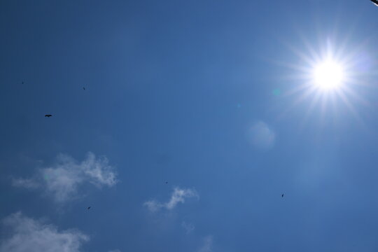 crane or Grus grus or Sandhill Crane flying high up against the sun in the blue sky. bird flying in blue sky in the sun rise and sun flare