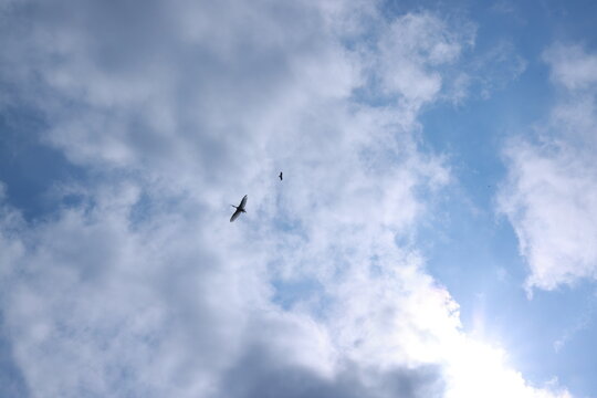 crane or Grus grus or Sandhill Crane flying high up against the sun in the blue sky. bird flying in blue sky in the sun rise and sun flare