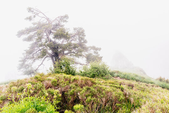 Lone pine tree stands in a dense mountain fog, showcasing nature tourism and alpine exploration, Monte Baldo Natural Park, Brentonico, Trentino, Veneto, Italy.