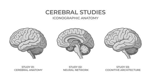 Human Brain Anatomy Sections: Cerebral Cortex, Neural Network, Cognitive Architecture