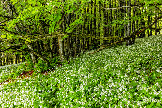 Wild garlic flowers Wild garlic flower (Allium ursinum) blanket a lush forest floor during spring nature exploration, Monte Baldo Natural Park, Brentonico, Trentino, Veneto, Italy.