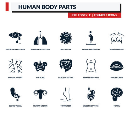 filled human body parts icons set - respiratory system, big cellule, woman pregnant, human breast. editable vector for web and mobile ui