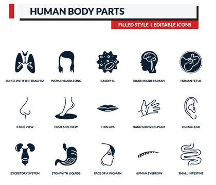 filled human body parts icons set - woman dark long hair, basophil, brain inside human head, human fetus. editable vector for web and mobile ui
