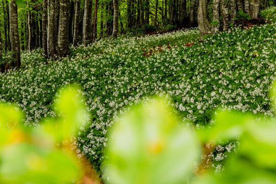Wild garlic flowers bloom (Allium ursinum) across a lush forest floor, embodying a nature tourism destination in Monte Baldo Natural Park, Brentonico, Trentino, Veneto, Italy.