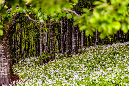 Wild garlic flowers (Allium ursinum) blanket a lush forest floor, offering an immersive nature tourism experience in Monte Baldo Natural Park, Brentonico, Trentino, Veneto, Italy.