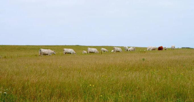 Herd of Charolais Cattle Grazing in Verdant Field: A tranquil scene unfolds as a herd of white Charolais cattle peacefully grazes in a vast, sun-drenched field under a clear blue sky.