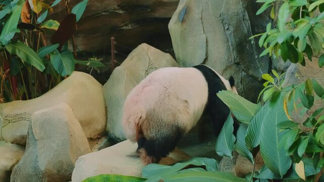 A lazy female panda climbs onto a large stone, finds a comfortable spot, and humorously scratches her rear against the rock surrounded by tropical plants and big stones.