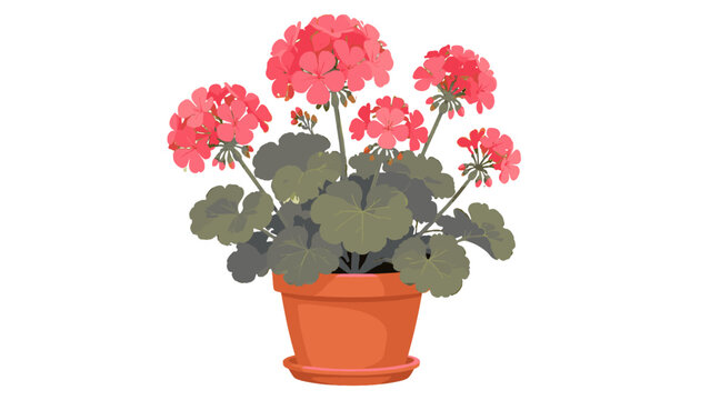 Potted geranium plant with pink flowers isolated on white