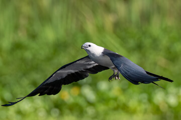 Fototapeta premium Swallow-tailed Kites are bathing and drinking before a day of hunting and foraging, before their big migration. 