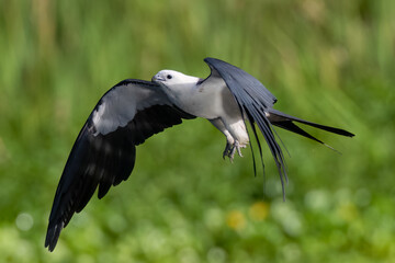 Obraz premium Swallow-tailed Kites are bathing and drinking before a day of hunting and foraging, before their big migration. 