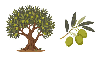 Fototapeta premium Olive tree and olive branch with green fruit vector illustration