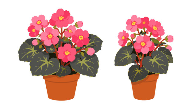 Two potted pink flowering begonia plants vector illustration