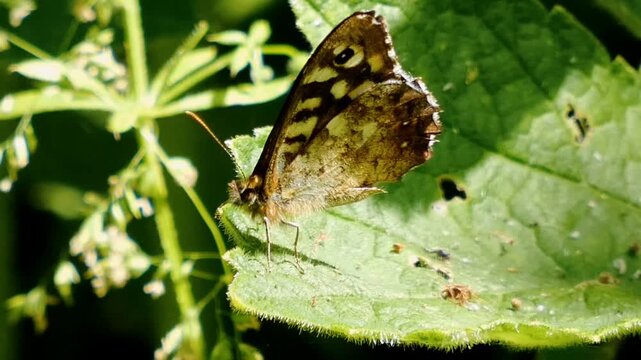 A speckled wood butterfly rests on a leaf in the dappled light of a summer woodland. The muted brown colours of the insect's underwing contrast with the lush, green vegetation surrounding it.