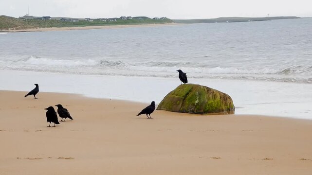 A group of crows congregate together on a sandy beach in Northumberland. Most sit on the sand. Two perch on an algae covered rock before one of them takes flight. 