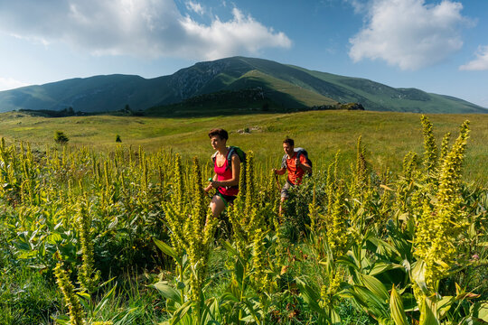 Hikers exploring an alpine meadow filled with wildflowers during an outdoor adventure, Monte Baldo Natural Park, Corna Piana Botanical Reserve, Brentonico, Trentino, Veneto, Italy.