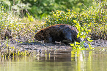 Beaver On Riverbank Eating Vegetation Near Wetland Pond in Natural Wildlife Habitat © dfriend150