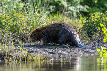 Beaver on Pond Shore Feeding at Water's Edge with Wet Fur in Green Wetland Habitat © dfriend150