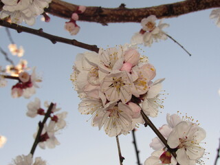 The beautiful cherry blossom in spring  © Starlit