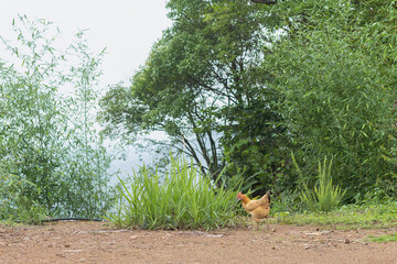 Proud colorful rooster standing on dirt ground in front of lush green foliage © jianjian