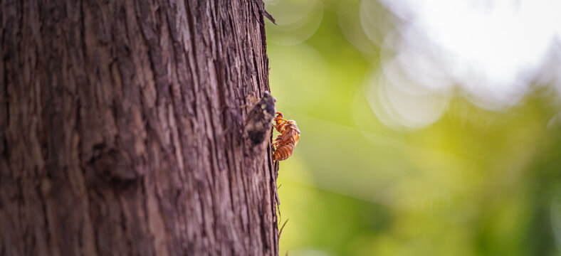 Empty cicada shell in sharp focus with a newly emerged cicada resting on tree bark, symbolizing metamorphosis (Poetic concept of new life and rebirth with a cicada exuvia and a soft-focus cicada)