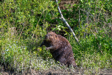 North American Beaver Feeding at Marsh Edge Among Green Shrubs and Wetland Vegetation © dfriend150
