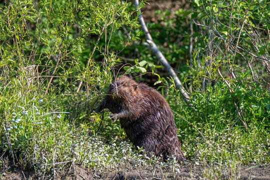 North American Beaver Feeding at Marsh Edge Among Green Shrubs and Wetland Vegetation