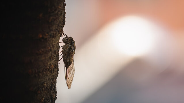 Cinematic close-up of a cicada on a dark tree trunk with dramatic backlighting and copy space (Moody and poetic summer concept featuring a cicada on a tree bark under dramatic light)