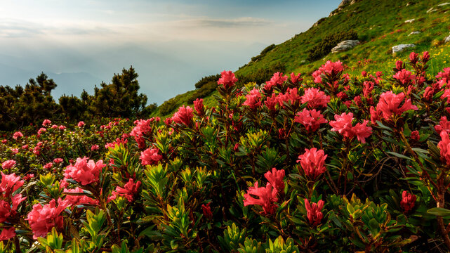Red rhododendron flowers bloom on a mountain slope, capturing the essence of alpine nature tourism at Monte Baldo Natural Park, Brentonico, Trentino, Veneto, Italy.