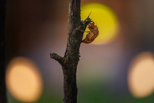 Empty cicada shell on a tree branch with warm golden bokeh lights at night (Cicada exoskeleton on a branch against warm evening bokeh lights representing rebirth)
