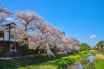 東京都調布市佐須町3丁目と佐須町4丁目の野川に架かる大橋から西側の桜を見る © Q2PHOTOAS