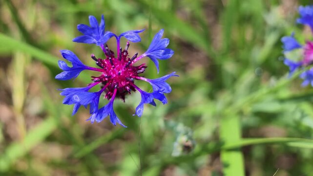 Cornflower flower in field