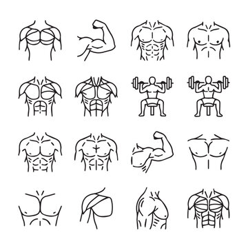 Line art illustrations of male muscular torsos and biceps with barbells showing fitness and strength