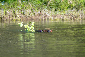 A beaver glides through the water while carrying a leafy branch. The surrounding water is calm and reflects the greenery on the banks. © dfriend150
